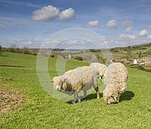 Cotswold Lion Sheep