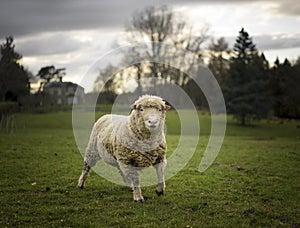 Cotswold Ram