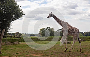 Giraffe running at Cotswolds wildlife park and Gardens