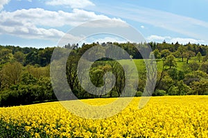 Cotswolds Rapeseed Field and woodland