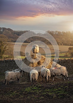 Cotswolds Sheep