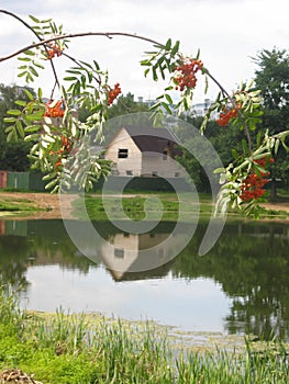 Cottage and ashberry