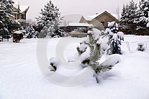 Cottage backyard  with  barbeque area, snowbanks of white snow and snowy pine trees.