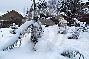 Cottage backyard with  snowbanks of white snow and snowy pine trees.