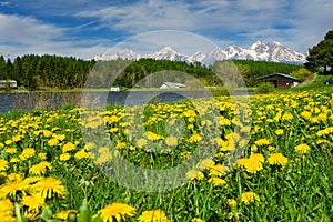 Cottage and blossoming meadow near Pond in the village of Vrbov in Slovakia