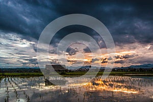 Cottage in a Cornfield