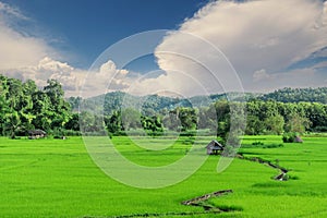 Cottage in a Cornfield