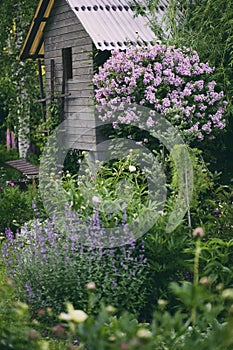 Cottage english garden in spring. Blooming syringa meyeri Palibin