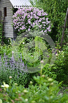 Cottage english garden in spring. Blooming syringa meyeri Palibin