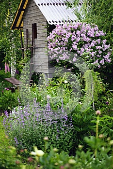 Cottage english garden in spring. Blooming syringa meyeri Palibin with rustic wooden house on background.