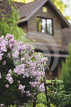 Cottage english garden in spring. Blooming syringa meyeri Palibin with rustic wooden house on background. Country living.