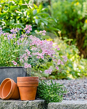 Cottage garden - beautiful flowers in pots