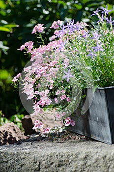 Cottage garden - beautiful flowers in pots