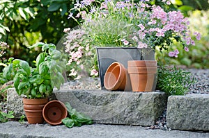 Cottage garden - beautiful flowers in pots