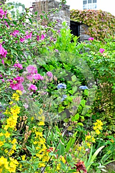 cottage garden detail