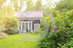 Cottage garden lawn with multicolored flowering bushes
