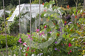 Cottage Garden Sweet Peas & Runner Beans