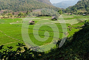 Cottage and green terraced rice field