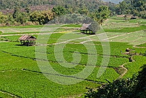 Cottage and green terraced rice field