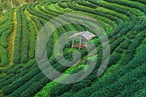 Cottage on Hillside Tea in Thailand