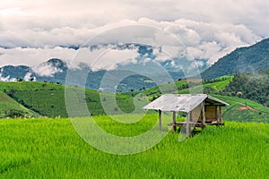 Cottage or hut in rice fields of the mist floating over village at Pa Pong Pieng Chiang Mai, Thailand