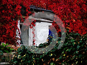 Cottage with red leaves and dark green leaves