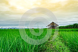 Cottage in the rice field