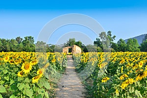 Cottage in sunflower field