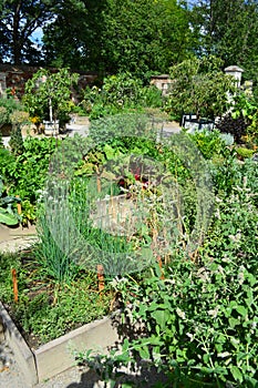 Cottage vegetable garden Raised wooden beds in Schlosshof Austria professionally planted with groups of perennials