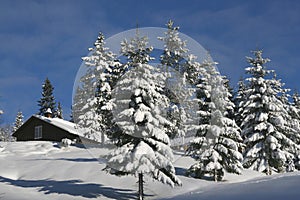 Cottage in winter