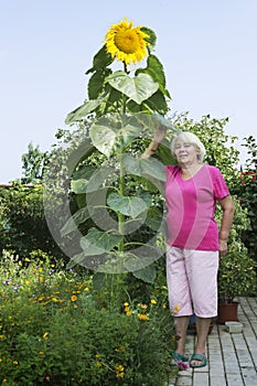 Cottager near a huge sunflower