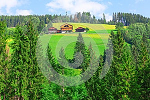 cottages in coniferous forest