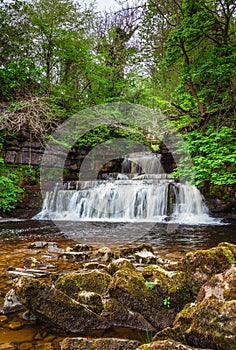 Cotter Force portrait