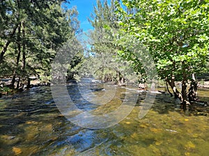 Cotter River with tree lined banks