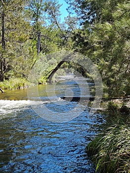 Cotter River with tree lined banks