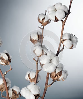 Cotton