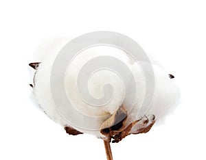 Cotton