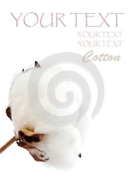 Cotton