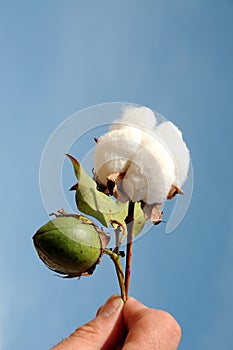 Cotton