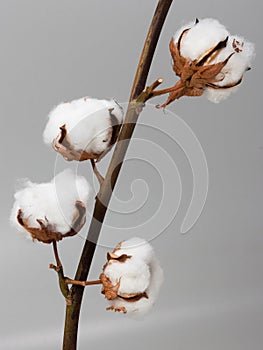 Cotton