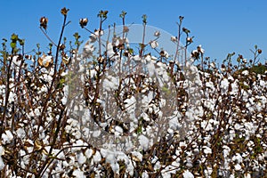 Cotton