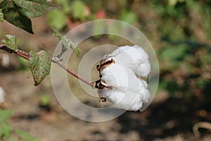 cotton