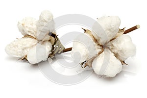 Cotton photo