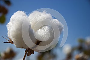 Cotton photo