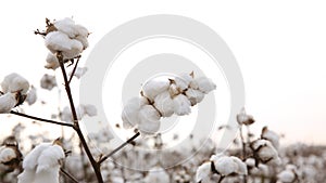 Cotton