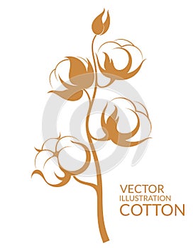 Cotton