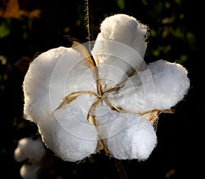 Cotton photo