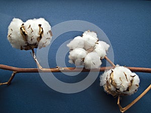 Cotton