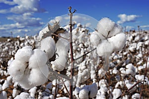 Cotton