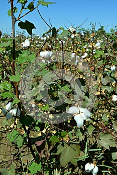 Cotton as an agricultural crop